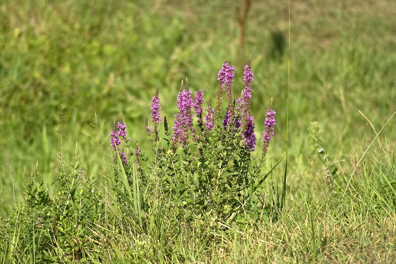 Gėlė,  Meadow,  Gėlės,  Augalas, Nemokamos Nuotraukos,  Nemokama Licenzija