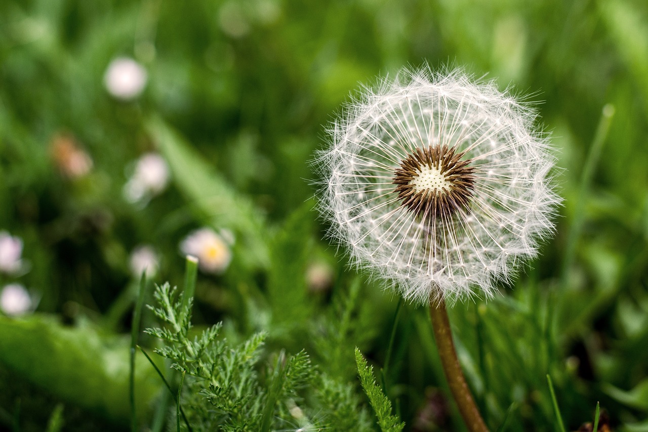 Gėlė,  Kiaulpienė,  Pavasaris,  Meadow,  Žolė,  Floros,  Pobūdį,  Vasara, Nemokamos Nuotraukos,  Nemokama Licenzija