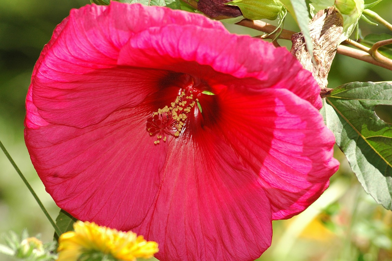 Gėlė,  Pobūdį,  Floros,  Vasara,  Lapų,  Gražus,  Žiedlapis,  Hibiscus,  Milžinas, Nemokamos Nuotraukos