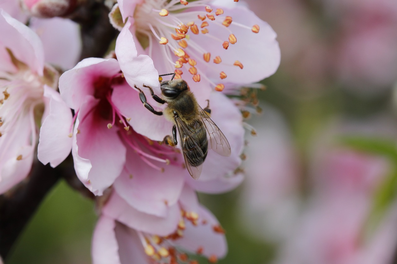 Gėlė,  Persikų Medis,  Pavasaris,  Floros,  Botanikas,  Bitė, Nemokamos Nuotraukos,  Nemokama Licenzija