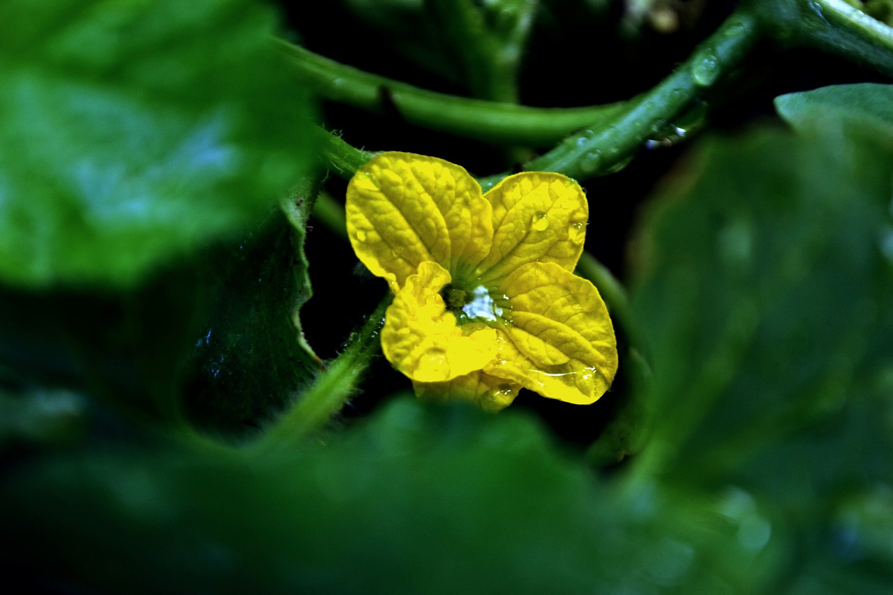 Gėlė,  Pobūdį,  Kraštovaizdis,  Žydi,  Žiedas,  Augalų,  Sodas,  Floros,  Vandens,  Geltona