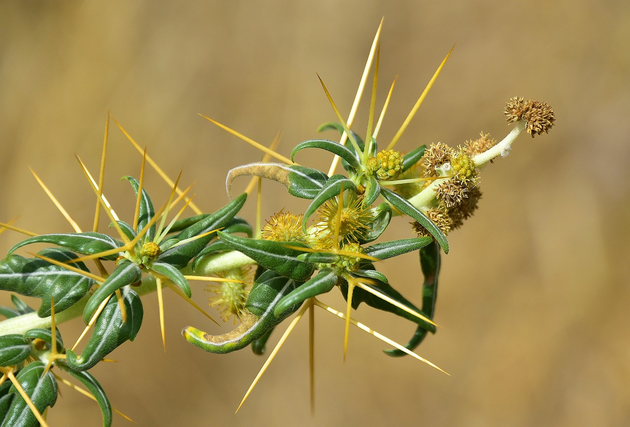 Gėlė,  Pobūdį,  Augalų,  Floros,  Protrūkis,  Natūralus,  Erškėčiai, Nemokamos Nuotraukos,  Nemokama Licenzija