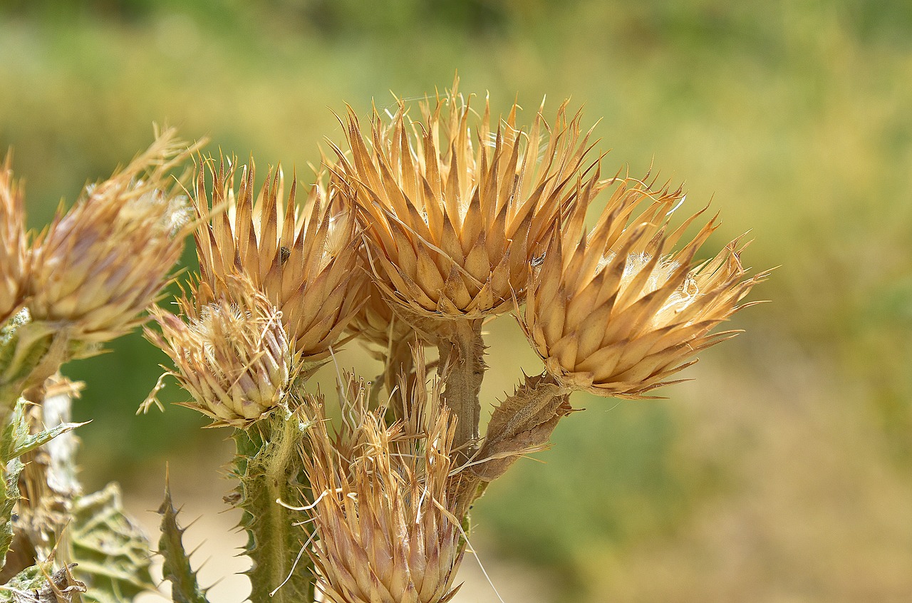 Gėlė,  Pobūdį,  Augalų,  Floros,  Protrūkis,  Natūralus,  Erškėčiai, Nemokamos Nuotraukos,  Nemokama Licenzija