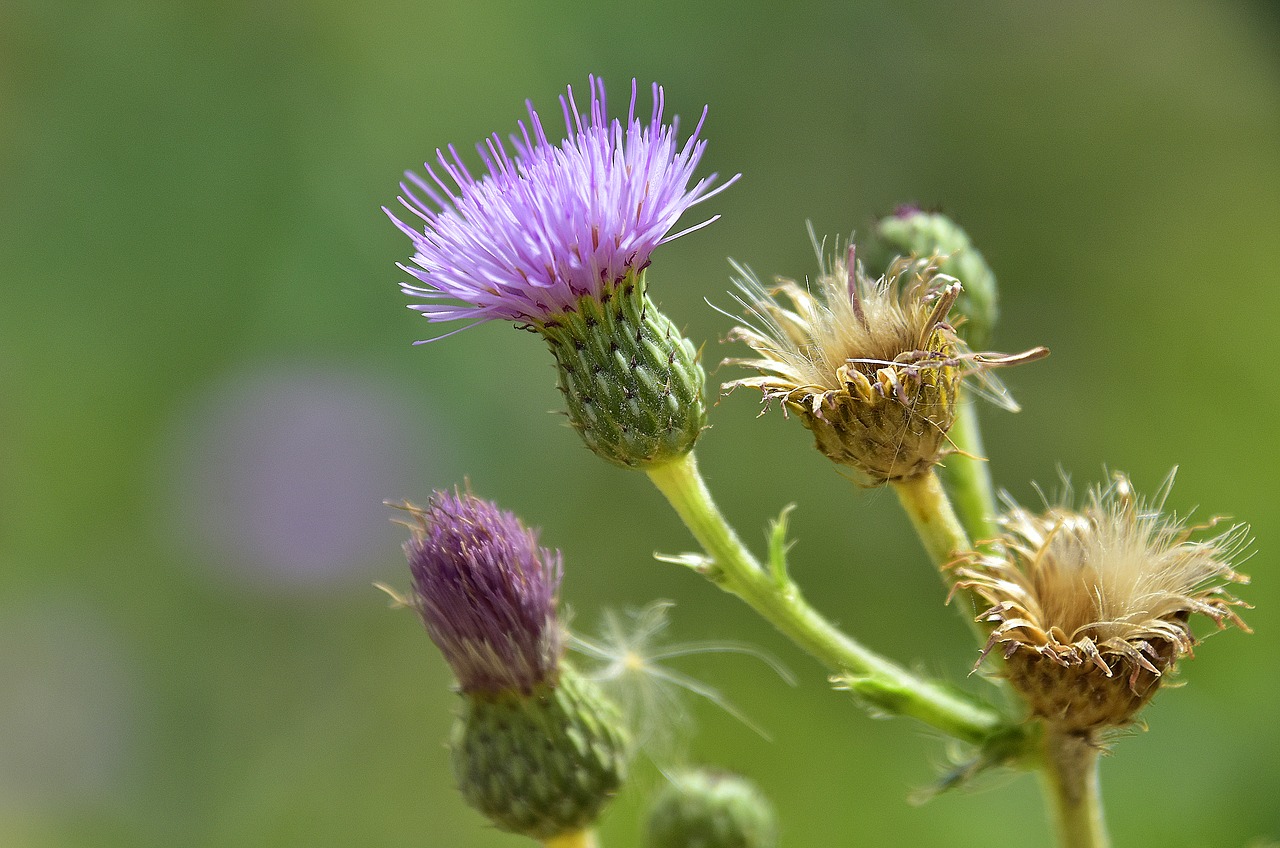 Gėlė,  Pobūdį,  Augalų,  Floros,  Protrūkis,  Natūralus,  Erškėčiai, Nemokamos Nuotraukos,  Nemokama Licenzija