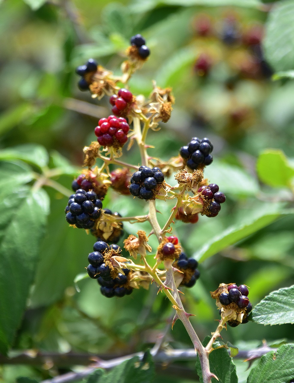 Gėlė,  Pobūdį,  Augalų,  Floros,  Protrūkis,  Natūralus,  Erškėčiai, Nemokamos Nuotraukos,  Nemokama Licenzija