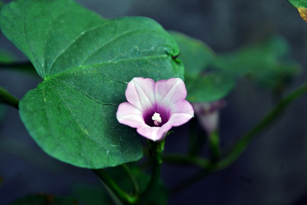 Gėlė,  Kraštovaizdis,  Pobūdį,  Makro,  Violetinė,  Žalias,  Augalų,  Žemdirbystė,  Žiedlapiai,  Žydi