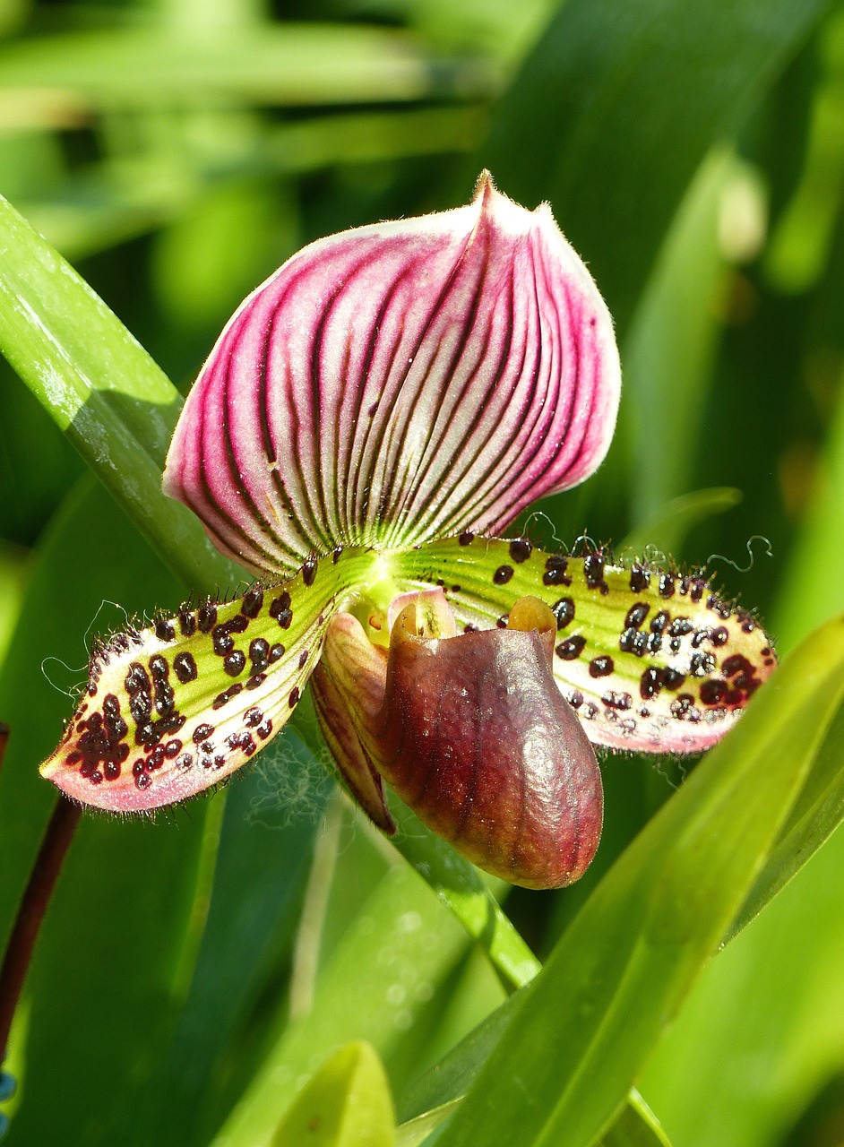 Gėlė,  Batų Venus,  Orchidėjų,  Egzotiškas, Nemokamos Nuotraukos,  Nemokama Licenzija