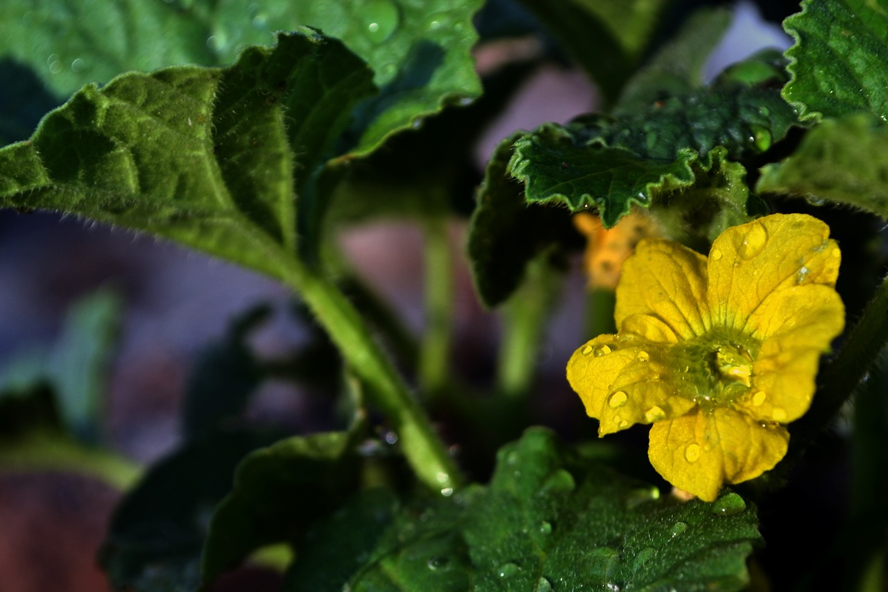 Gėlė,  Žydi,  Geltona,  Pobūdį,  Floros,  Žiedlapiai,  Sodas,  Žiedas,  Vandens,  Botanika