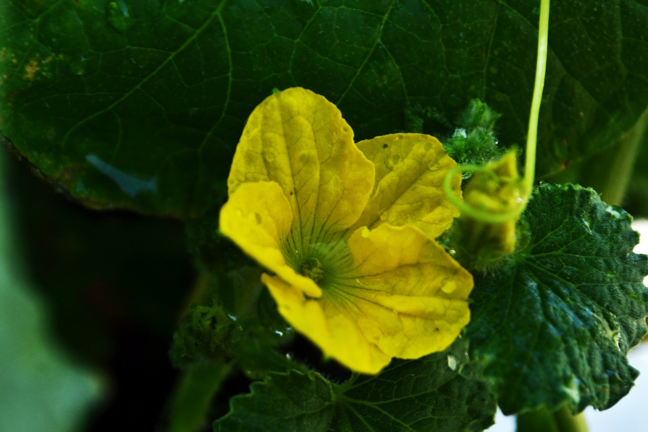 Gėlė,  Žydi,  Geltona,  Pobūdį,  Floros,  Žiedlapiai,  Sodas,  Žiedas,  Vandens,  Botanika