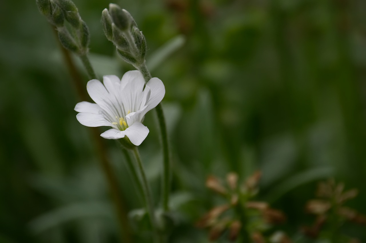 Gėlė,  Žiedas,  Žydi,  Pobūdį,  Augalų,  Floros,  Žydi,  Vasara,  Iš Arti,  Žiedlapiai