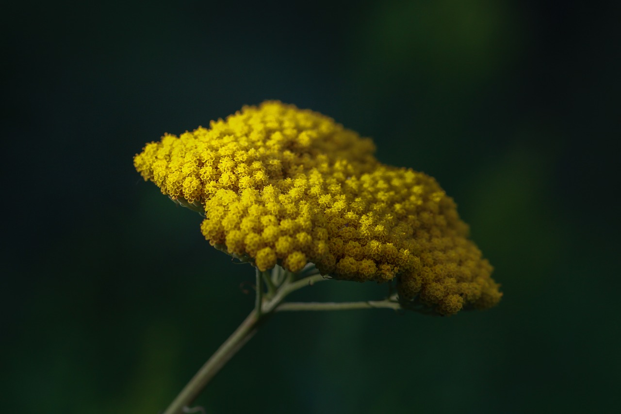 Gėlė,  Geltona,  Pobūdį,  Augalai,  Vasara,  Sodas,  Gėlės,  Floros,  Gėlių, Nemokamos Nuotraukos