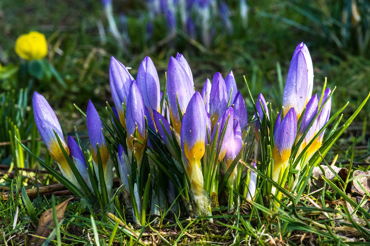 Gėlė,  Crocus,  Violetinė,  Violetinė,  Pavasaris, Nemokamos Nuotraukos,  Nemokama Licenzija