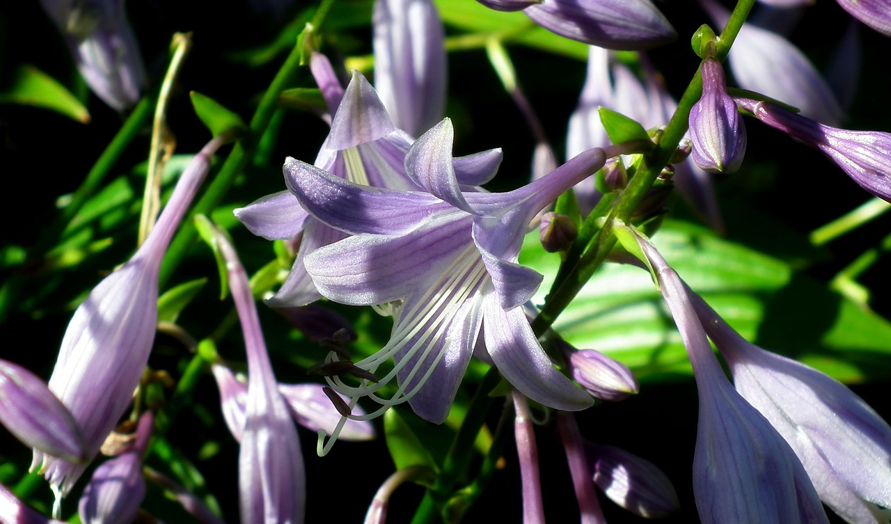 Gėlė,  Hosta Lapų,  Sodas,  Violetinė,  Vasara,  Klesti,  Iš Arti, Nemokamos Nuotraukos,  Nemokama Licenzija