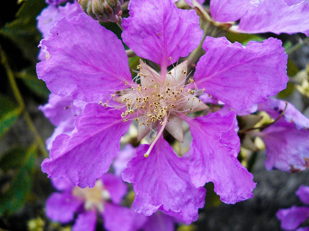 Gėlė,  Hibiscus,  Violetinė,  Žydėjimas, Nemokamos Nuotraukos,  Nemokama Licenzija