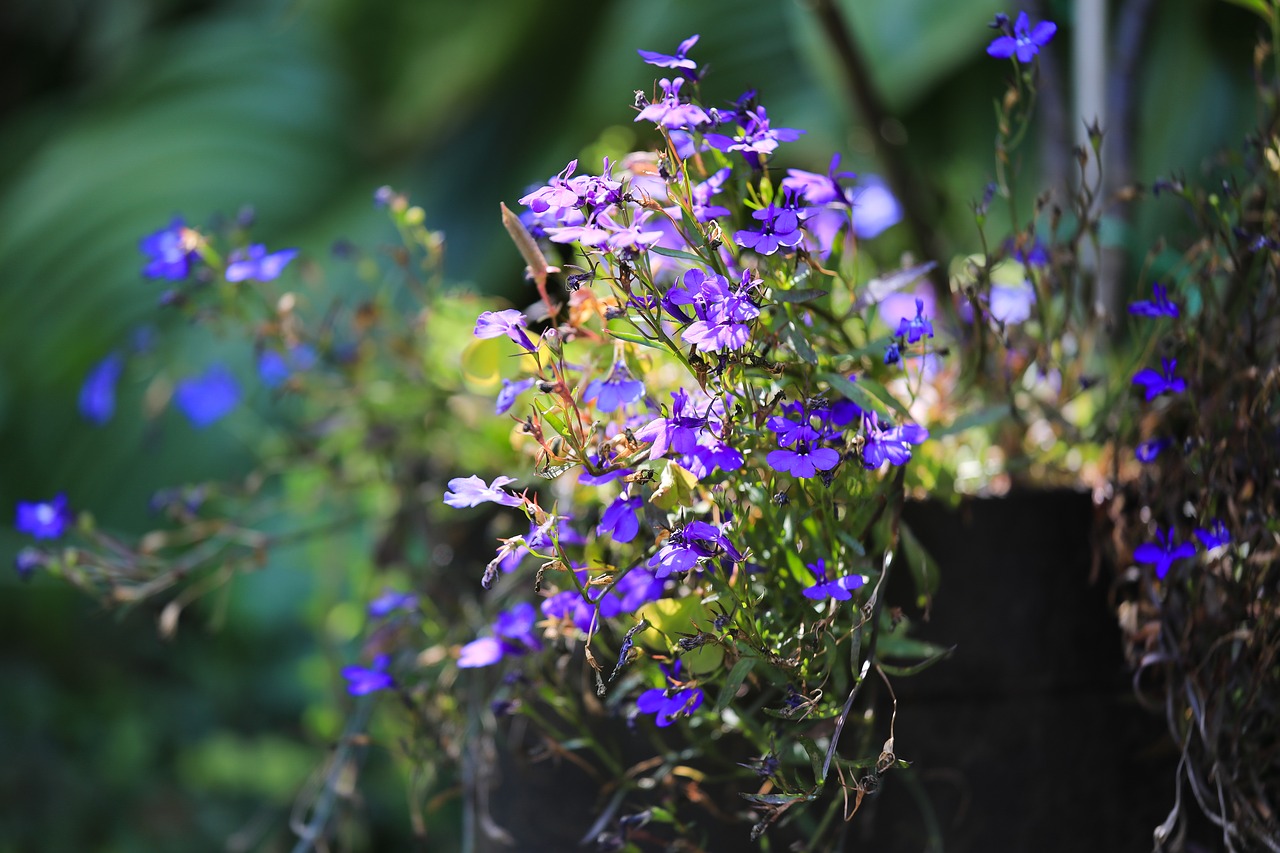 Gėlė,  Lobelia,  Sodas,  Mėlyna,  Violetinė,  Dekoratyviniai Augalai,  Mėlyna Gėlė,  Gėlių Sodas,  Pobūdį,  Augalų