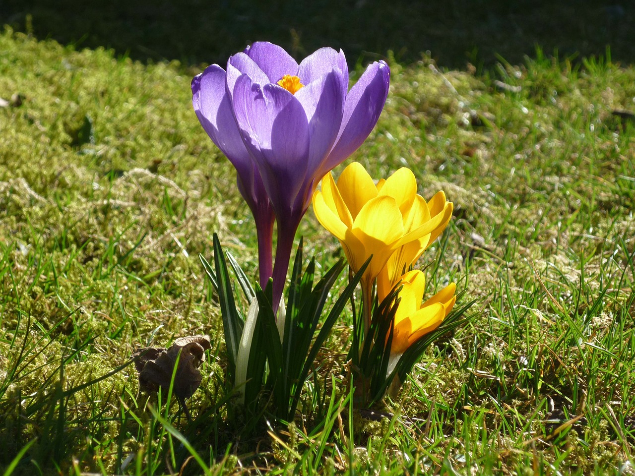 Gėlė,  Crocus,  Gamta, Nemokamos Nuotraukos,  Nemokama Licenzija