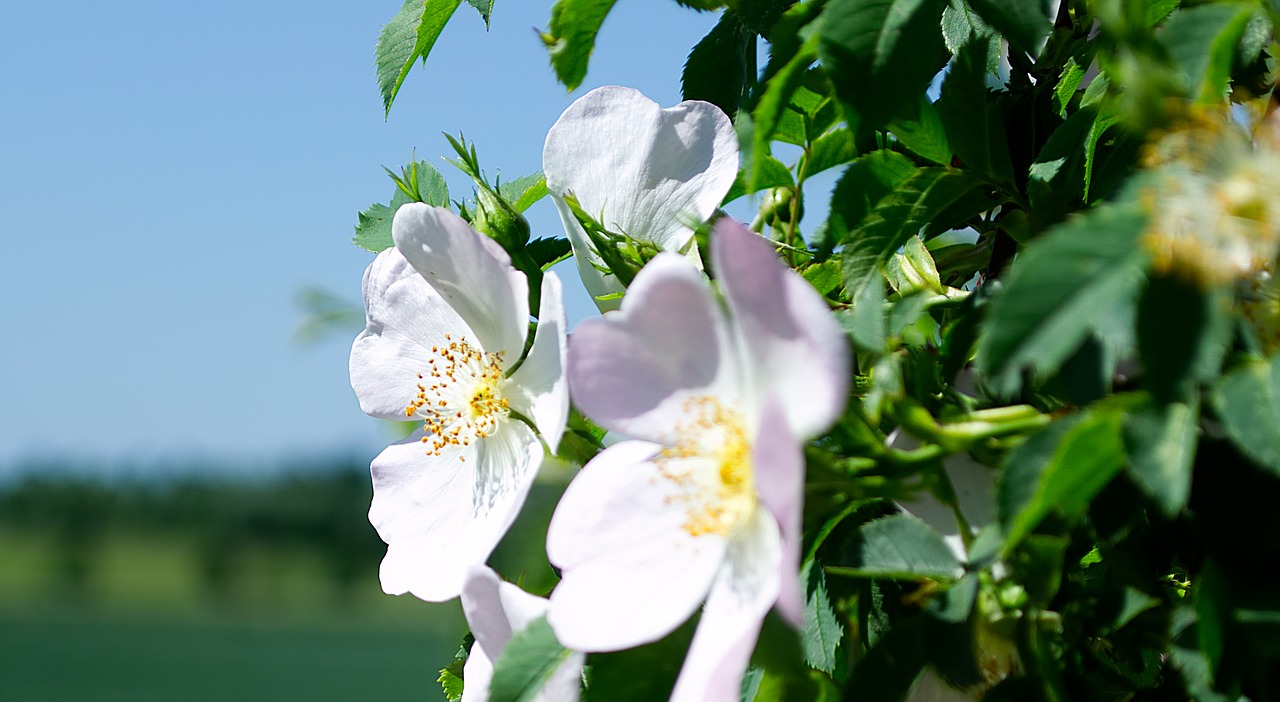 Gėlė,  Žiedas,  Žydi,  Baltos Spalvos,  Pobūdį,  Augalų,  Floros,  Žydi,  Vasara,  Iš Arti