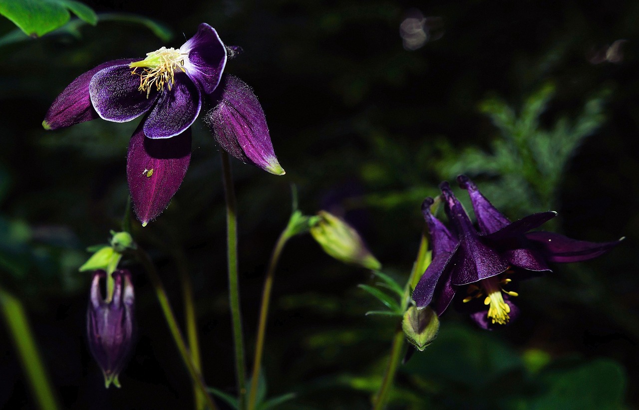 Gėlė, Gėlės, Violetinė, Spalva Stipri, Makro, Nemokamos Nuotraukos,  Nemokama Licenzija