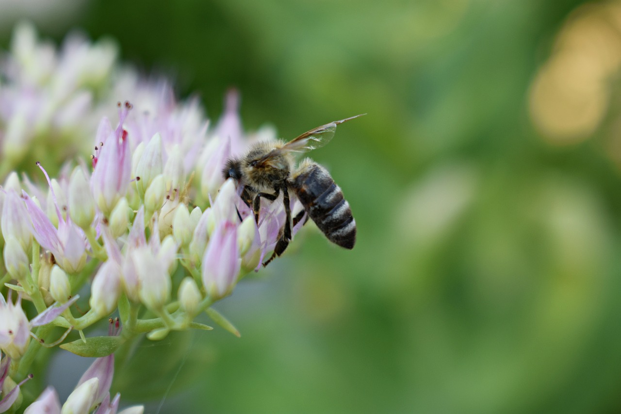 Gėlė,  Sodas,  Vapsva,  Pobūdį,  Gėlių Sodas,  Žydi,  Floros,  Žiedlapiai, Nemokamos Nuotraukos,  Nemokama Licenzija