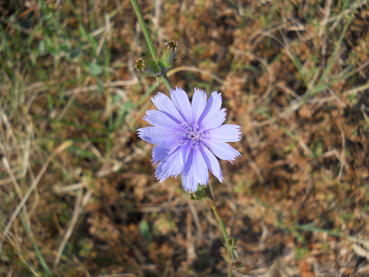 Gėlė, Sodas, Gėlės, Žydėti, Žiedlapiai, Gamta, Violetinė, Laukiniai, Laukas, Gražus