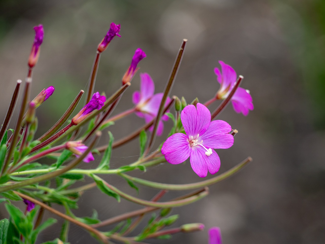 Gėlė,  Pobūdį,  Violetinė Gėlė,  Bokeh,  Lauke,  Wildflower, Nemokamos Nuotraukos,  Nemokama Licenzija