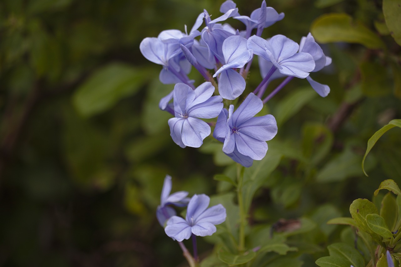 Gėlė,  Violetinė,  Floros,  Žiedlapis,  Lapų,  Pobūdį,  Žiedlapių,  Vasara,  Violetinė,  Žiedas