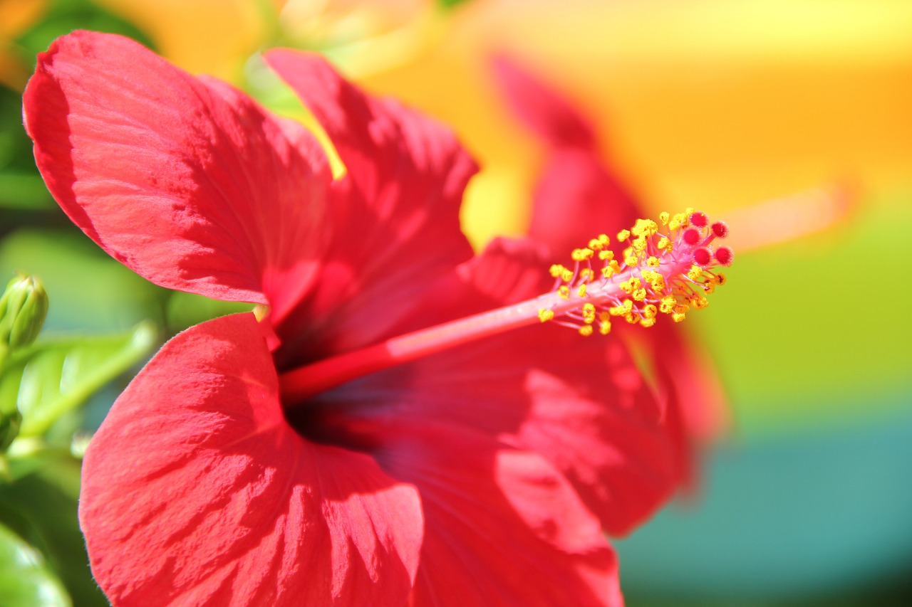 Gėlė, Raudona, Hibiscus, Žiedas, Žydėti, Malvaceae, Tuti, Augalas, Bičių Žiedadulkės, Flora