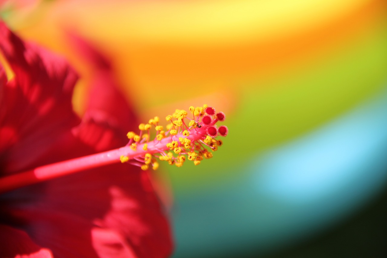 Gėlė, Raudona, Hibiscus, Žiedas, Žydėti, Malvaceae, Makro, Tuti, Augalas, Bičių Žiedadulkės