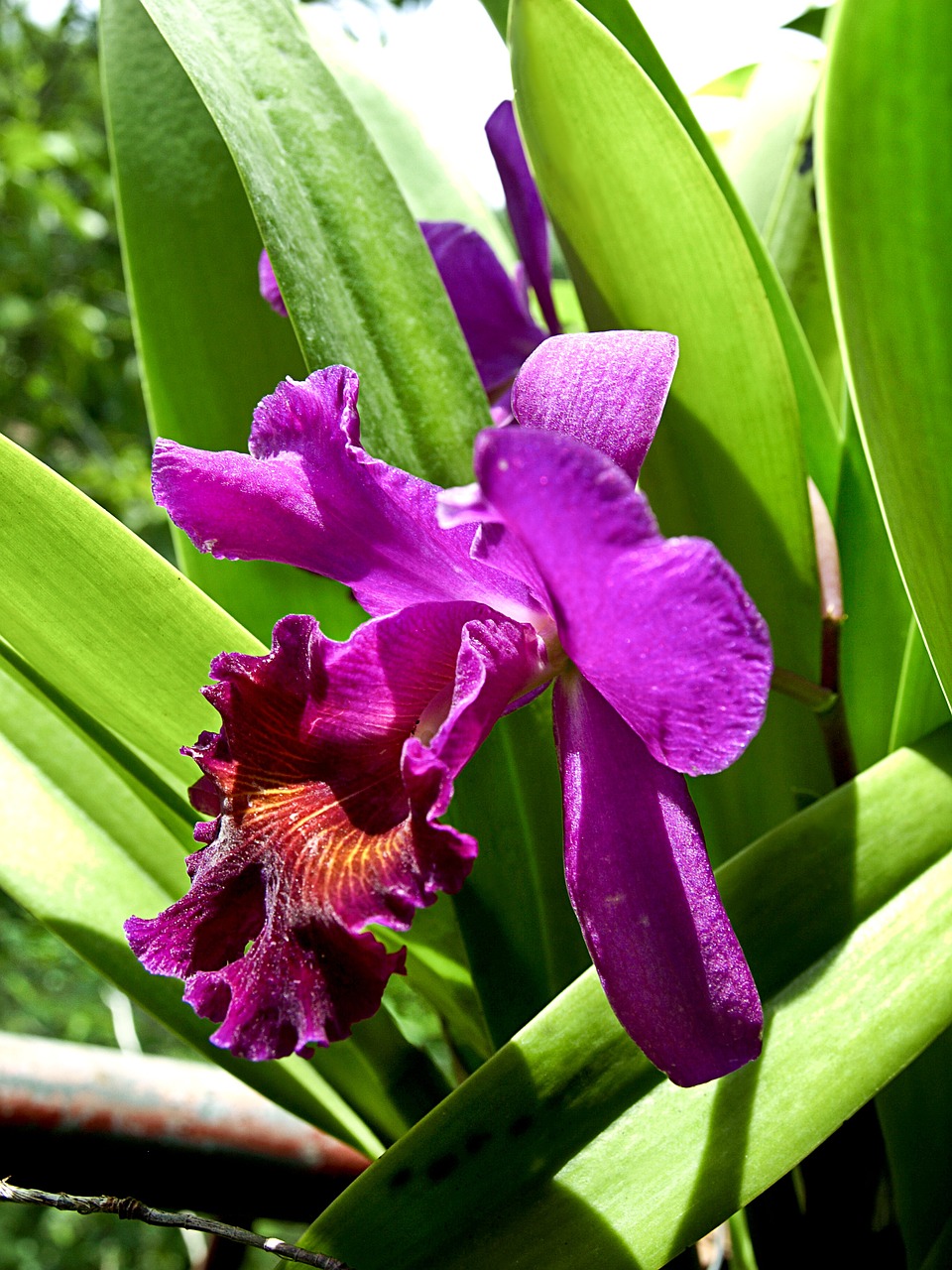 Gėlė, Orchidėja, Violetinė, Flora, Augalas, Atogrąžų, Sodas, Violetinė Orchidėja, Gamta, Floristas