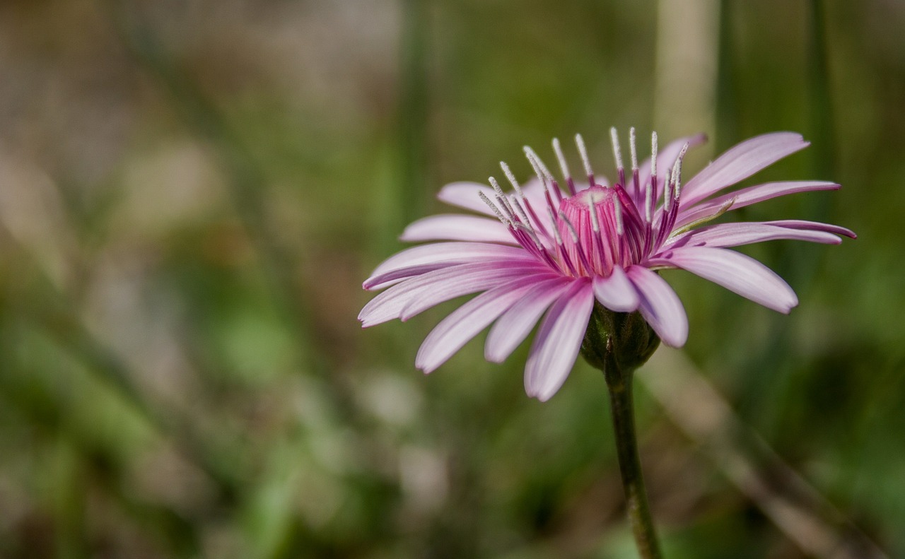 Žiedas, Žydėti, Raudona, Augalas, Gėlės, Violetinė, Pavasaris, Uždaryti, Pavasario Gėlė, Nemokamos Nuotraukos