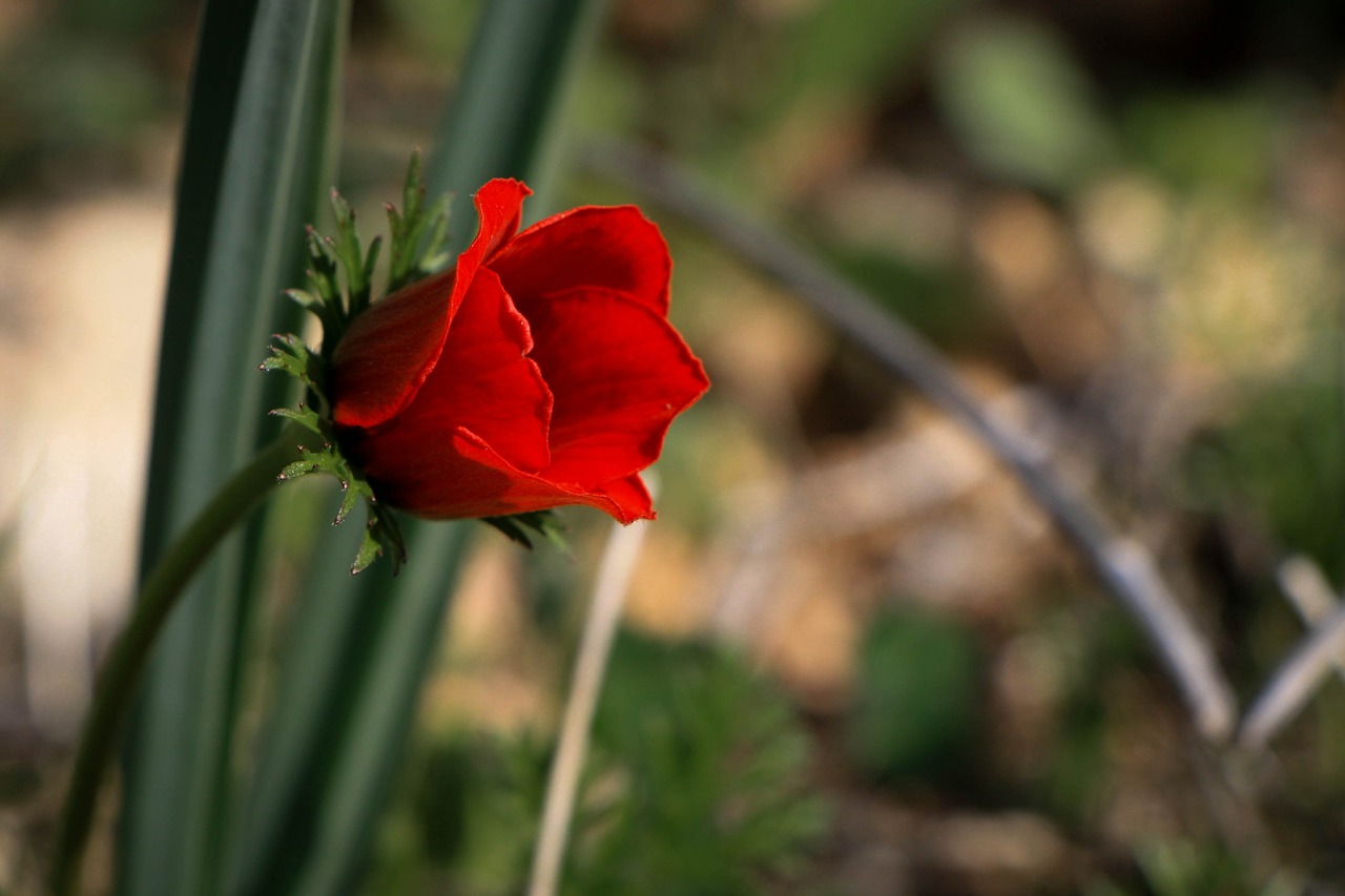 Gėlė, Raudona Gėlė, Vienas, Meilė, Aguona, Raudona, Flora, Žiedas, Nemokamos Nuotraukos,  Nemokama Licenzija