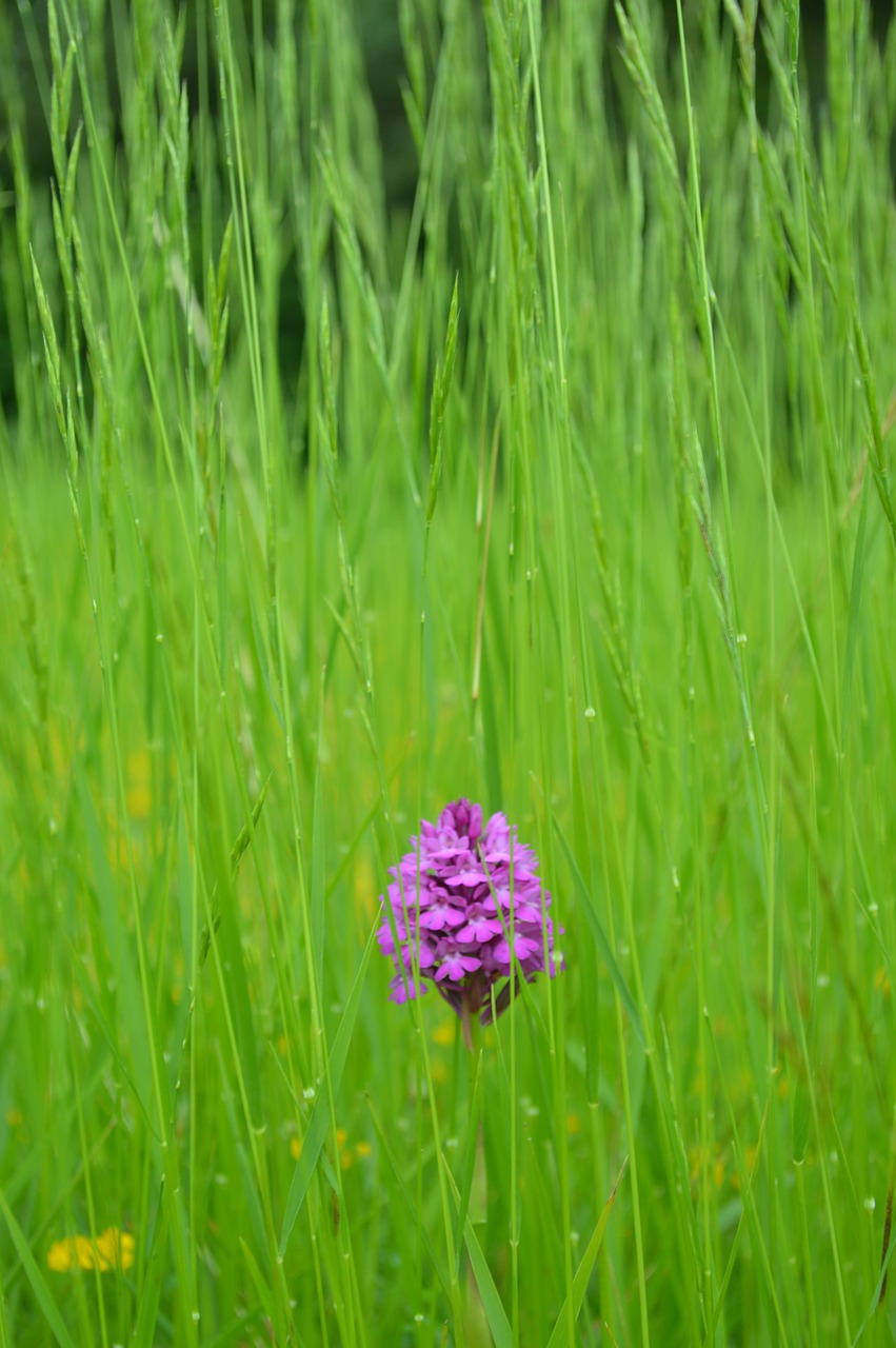 Gėlė, Žolė, Žolelės, Violetinė, Žalias, Laukas, Tik, Gamta, Ramus, Ramybė