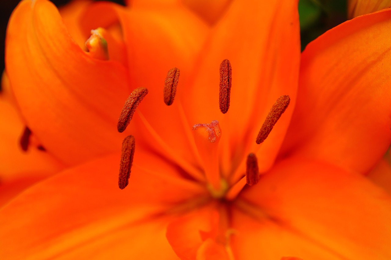 Gėlė, Žiedas, Žydėti, Oranžinė, Šviesus, Pistil, Filigranas, Makro, Nemokamos Nuotraukos,  Nemokama Licenzija