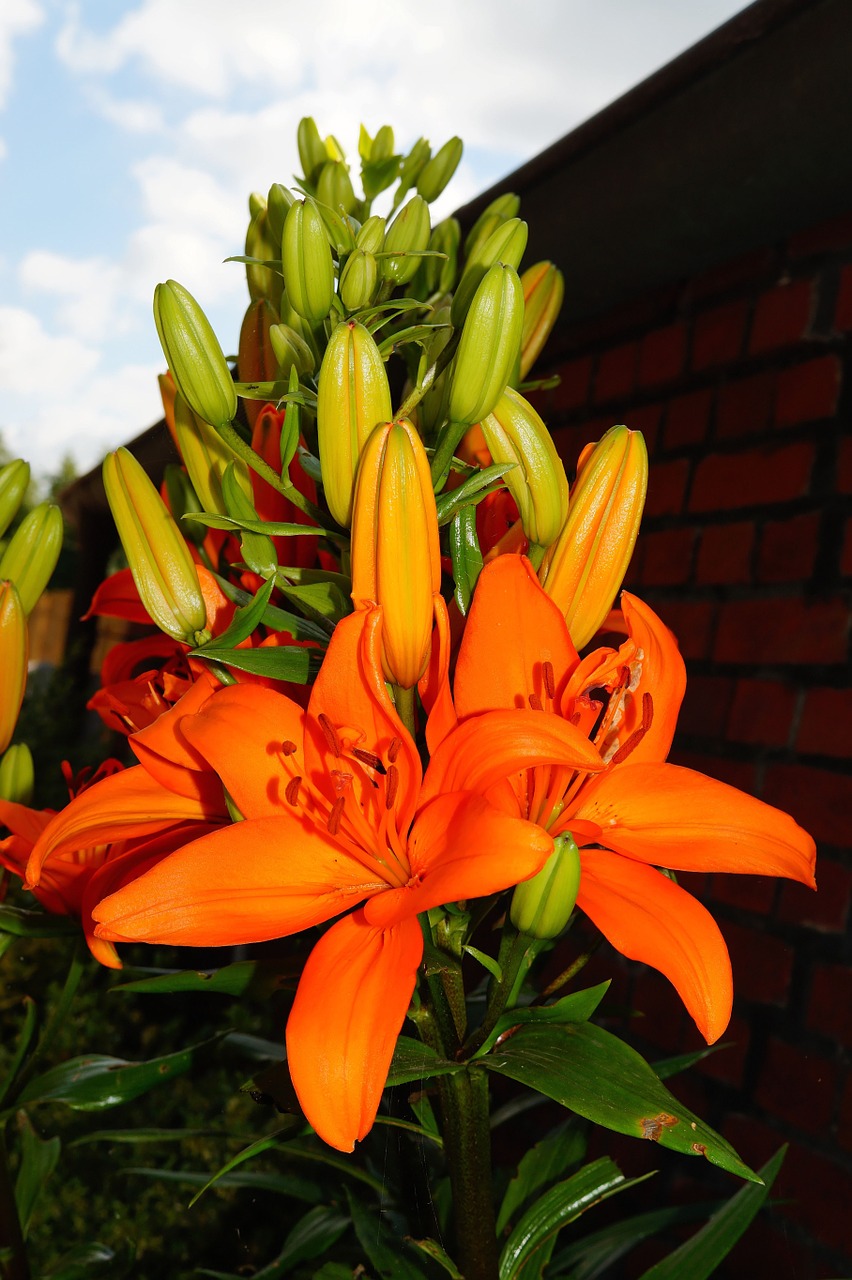 Gėlė, Gėlės, Oranžinė, Šviesus, Pistil, Filigranas, Grožis, Lelija, Nemokamos Nuotraukos,  Nemokama Licenzija