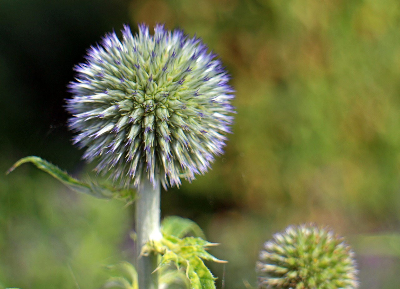 Žiedas, Žydėti, Mėlynas, Globulaus Strėlė, Echinops, Augalas, Flora, Kompozitai, Drakonas, Gėlė