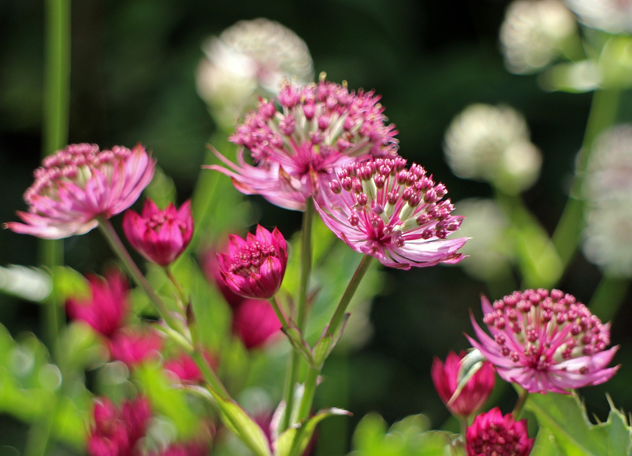 Žiedas, Žydėti, Rožinis Masterwort, Masterwort, Umbel, Gėlės, Augalas, Kompozitai, Laukinė Gėlė, Starflower