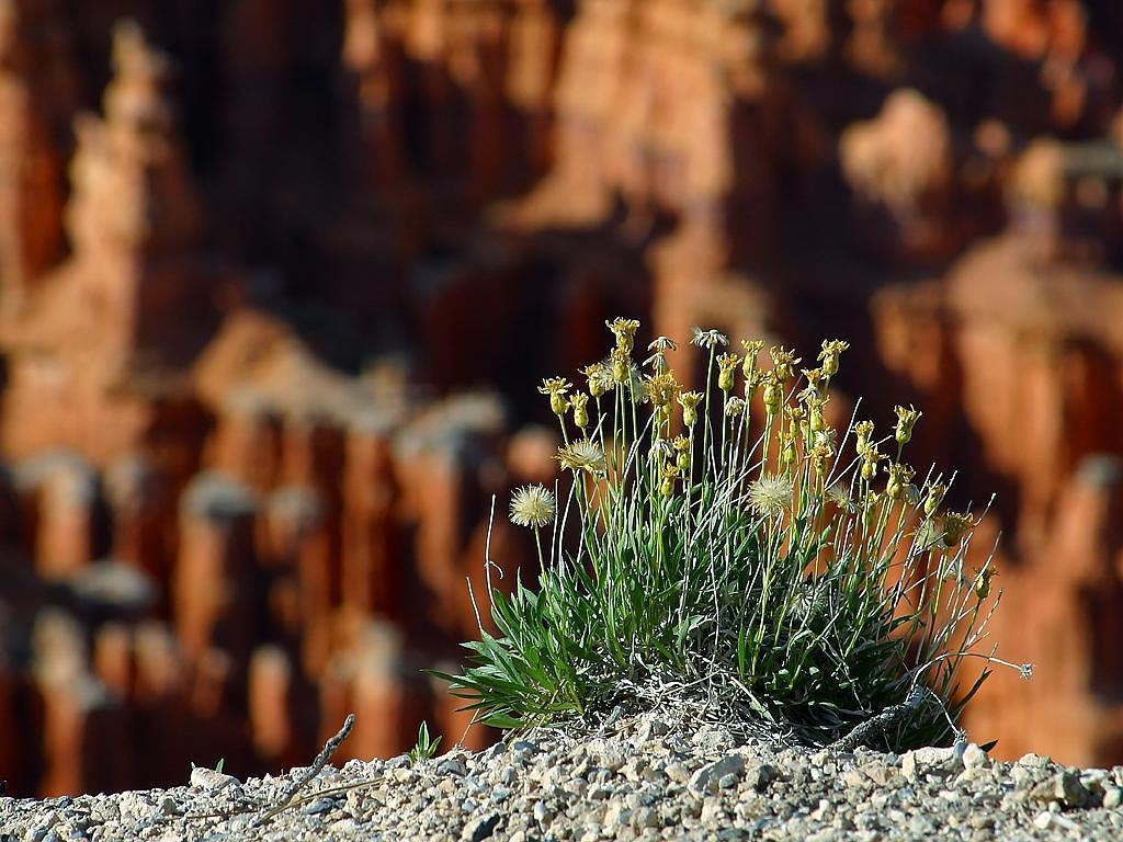 Gėlė, Raudona, Geltona, Bryce Kanjonas, Nacionalinis Parkas, Usa, Utah, Gamta, Nemokamos Nuotraukos,  Nemokama Licenzija