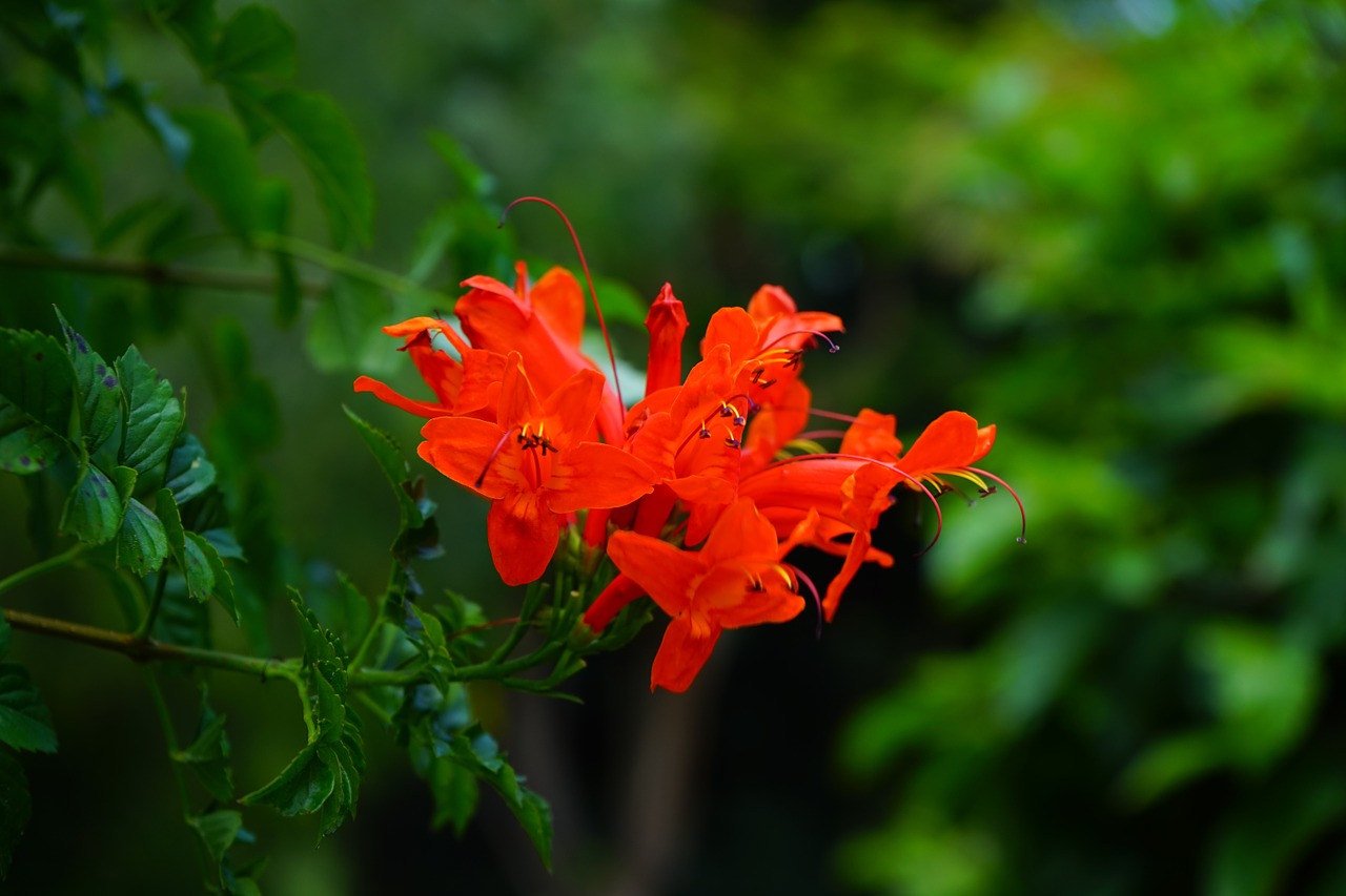 Žiedas, Žydėti, Raudona, Krūmas, Visžalis Krūmas, Augalas, Kumpio Sausmedis, Kapbignonie, Tecoma Capensis, Tecomaria Capensis