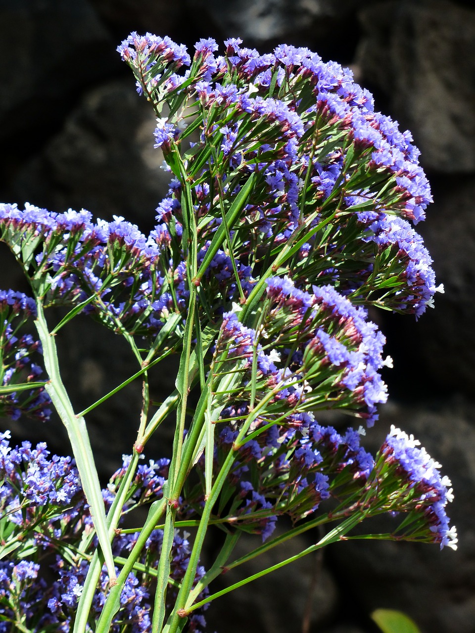 Gėlė, Žiedas, Žydėti, Mėlynas, Paplūdimio Alyvinė, Sparnuota Paplūdimio Alyvinė, Limonium Sinuatum, Limonium, Šerdies Augalai, Plumbaginaceae