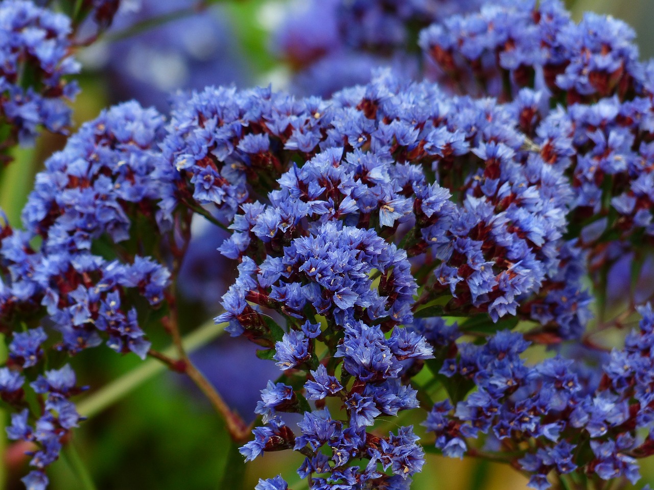 Gėlė, Žiedas, Žydėti, Mėlynas, Paplūdimio Alyvinė, Sparnuota Paplūdimio Alyvinė, Limonium Sinuatum, Limonium, Šerdies Augalai, Plumbaginaceae