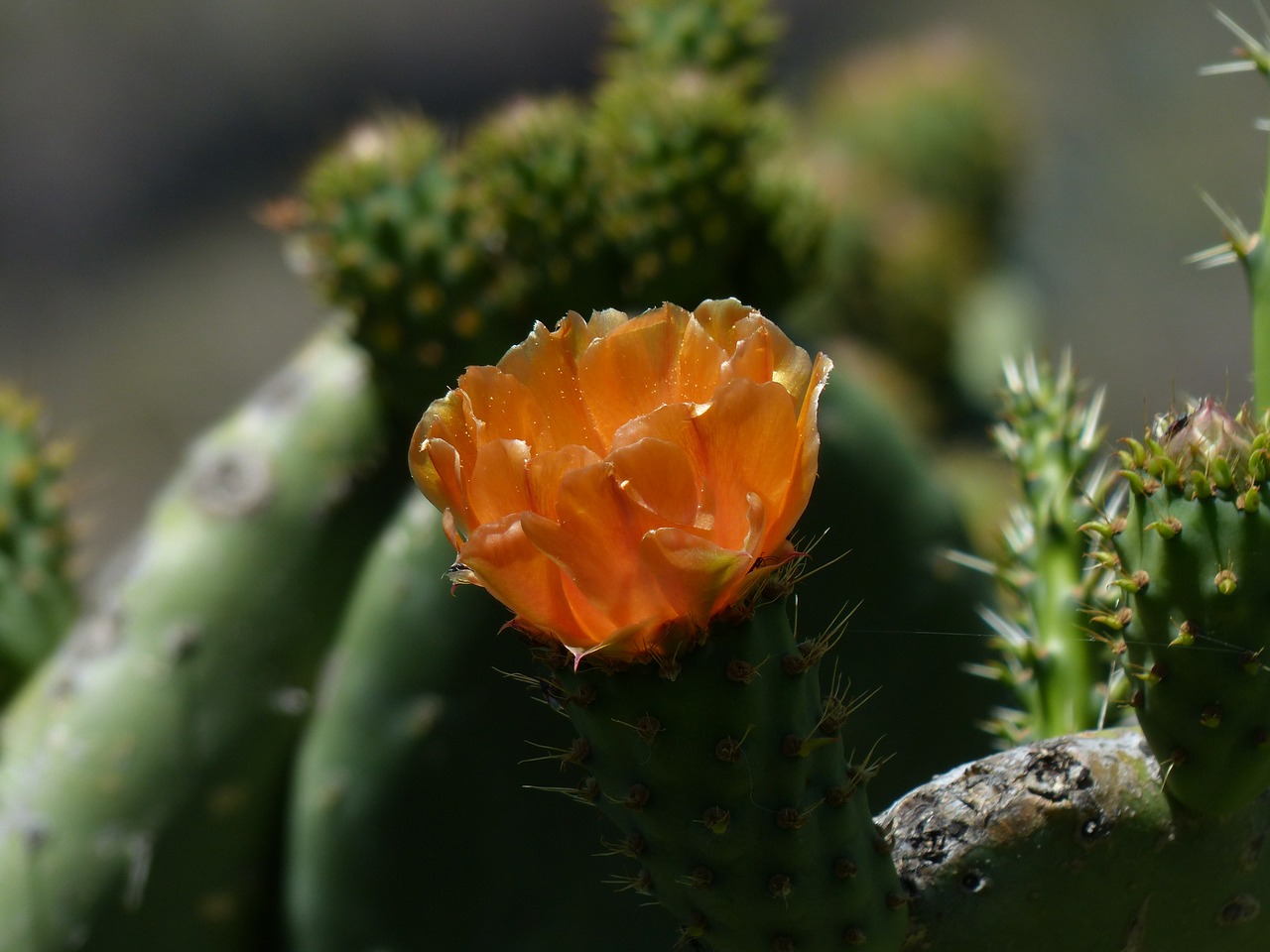 Žiedas, Žydėti, Kaktusas, Oranžinė, Filzigeris Dygliuotas Kriaušes, Dygliuotas Kriaušes, Opuntia, Kaktusas Šiltnamius, Kaktusai, Tenerifė