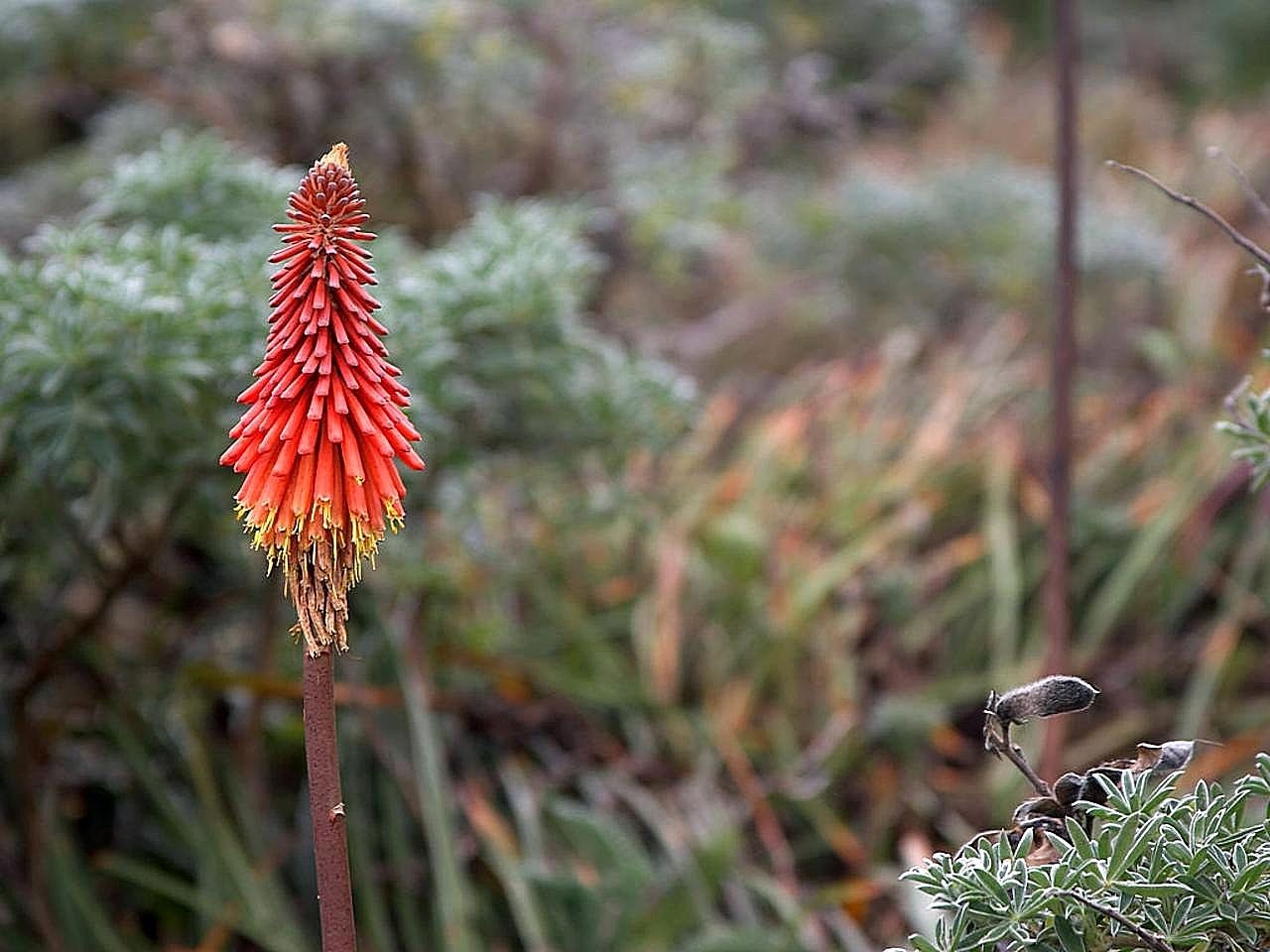 Gėlė, Vera, Aloe, Gėlės, Augalai, Flora, Nemokamos Nuotraukos,  Nemokama Licenzija