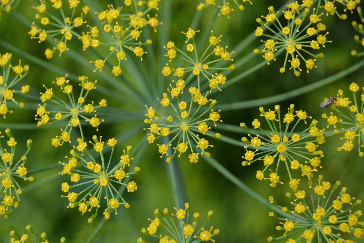 Gėlė, Geltona, Žalias, Augalas, Gamta, Flora, Vasara, Nemokamos Nuotraukos,  Nemokama Licenzija