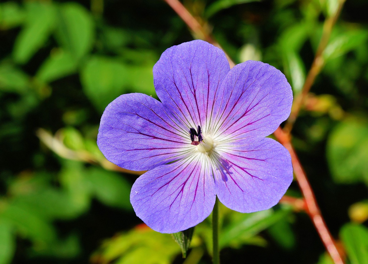 Gėlė, Žiedas, Žydėti, Mėlynas, Uždaryti, Flora, Gražus, Nemokamos Nuotraukos,  Nemokama Licenzija