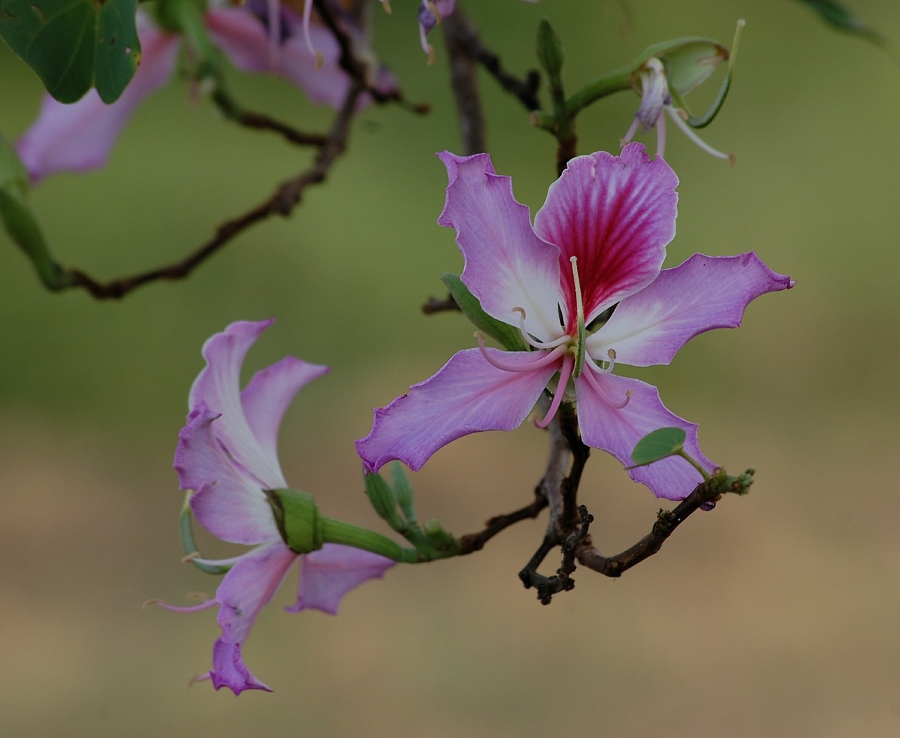 Gėlė, Bauhinia, Purpurea, Orchidėjų Medis, Violetinė, Flora, Žydėti, Žiedas, Nemokamos Nuotraukos,  Nemokama Licenzija