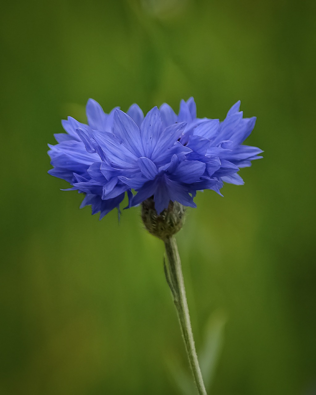 Gėlė, Mėlynas, Gamta, Gražus, Gėlių, Augalas, Natūralus, Žalias, Flora, Žiedlapis