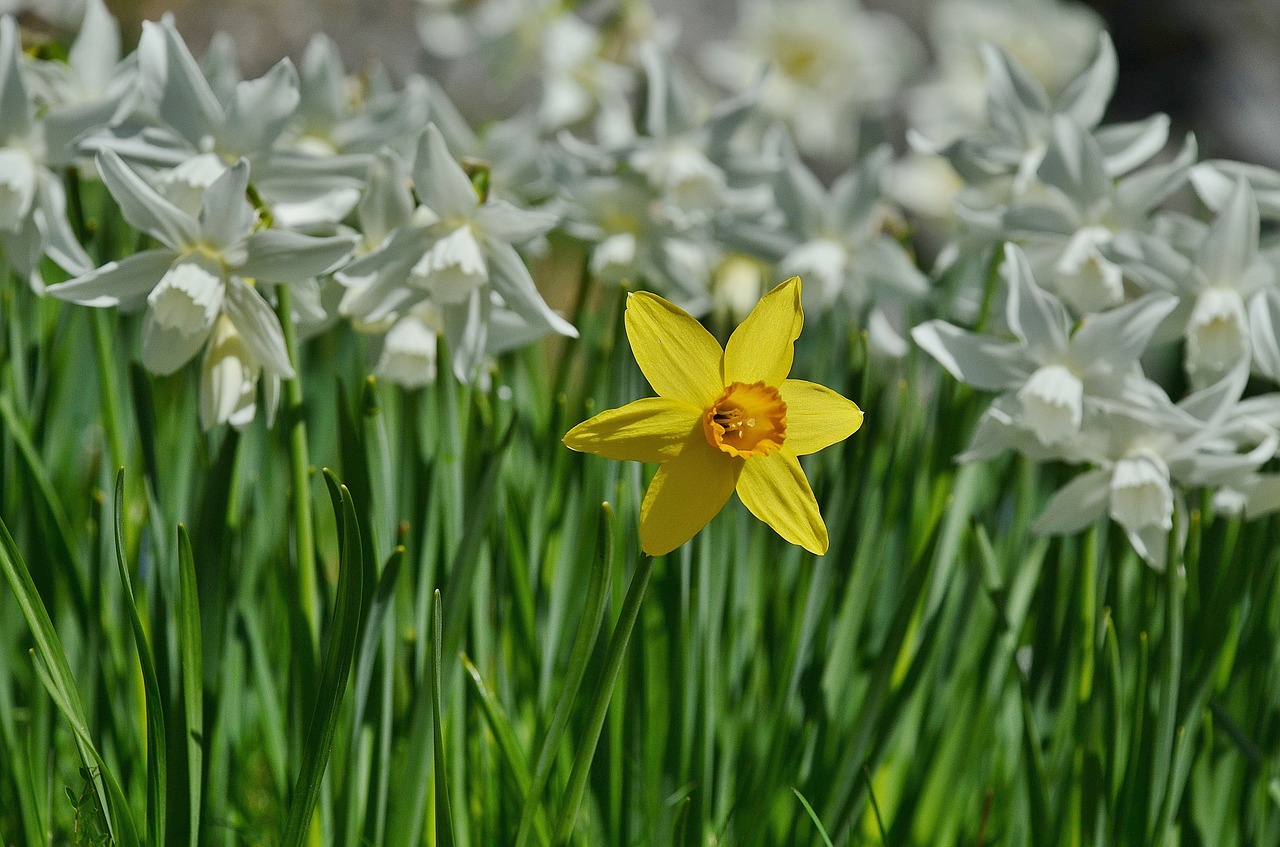 Gėlė, Daffodil, Velykų Lelija, Vienas, Geltona, Balta, Žydėti, Nemokamos Nuotraukos,  Nemokama Licenzija