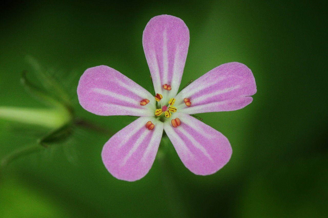 Žiedas, Žydėti, Gėlė, Cranebill, Uždaryti, Augalas, Makro, Gamta, Flora, Botanika