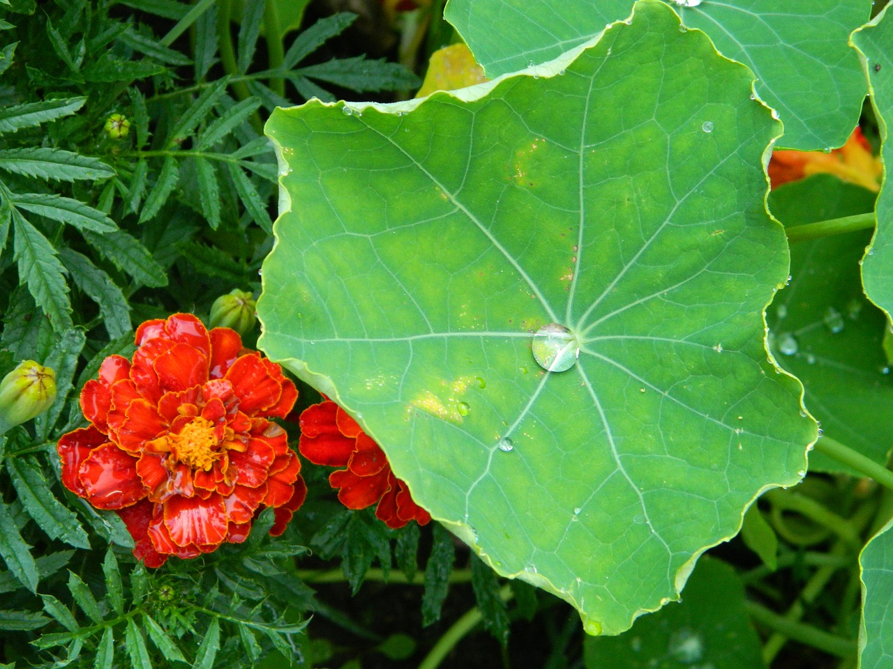 Gėlė, Rosa, Lašas, Lakštas, Gamta, Sodas, Marigoldas, Gėlės, Makro, Vasara