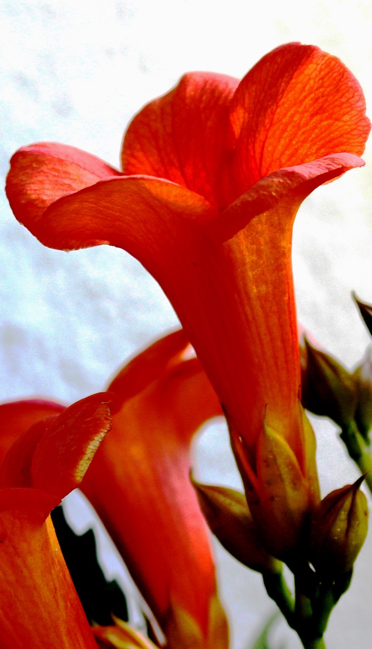 Gėlė, Trimito Gėlės, Stovyklos Grandiflora, Gėlės, Oranžinė Raudona, Budas, Indiška Vasara, Nemokamos Nuotraukos,  Nemokama Licenzija